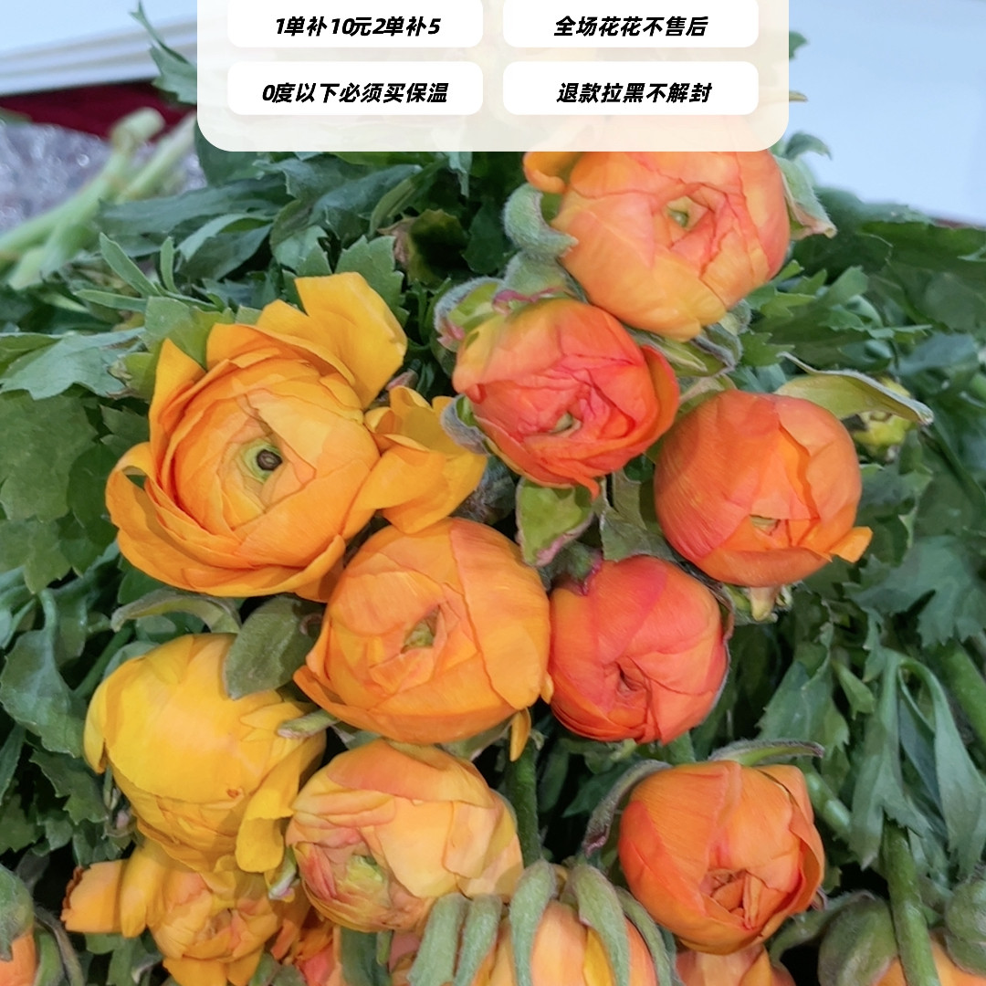 不售后，必买优秀橙色洋牡丹2扎16～20支，购买三单包邮,鲜花速递/花卉仿真/绿植园艺,花材,淘宝优惠券,粉丝福利购,淘宝优惠卷