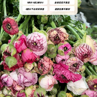 加购不算订单,花边洋牡丹1扎8~10只,购买三单正价才发货