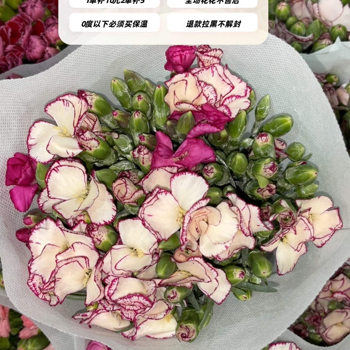 不售后，推荐优秀变异缇娜混多丁1扎，购买三单包邮