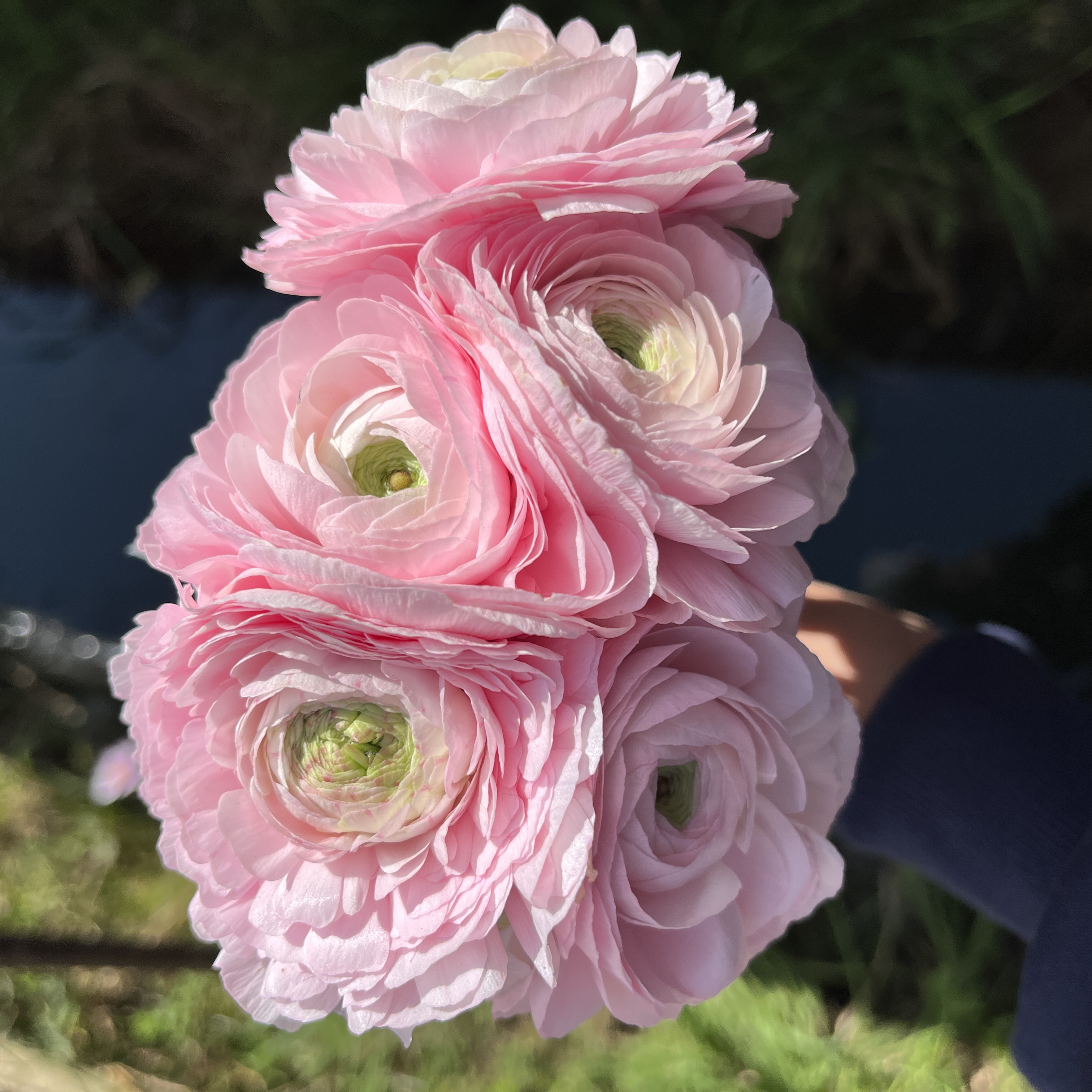 不售后，捡漏花蔓樱花洋牡丹1扎4～5只，购买三单包邮