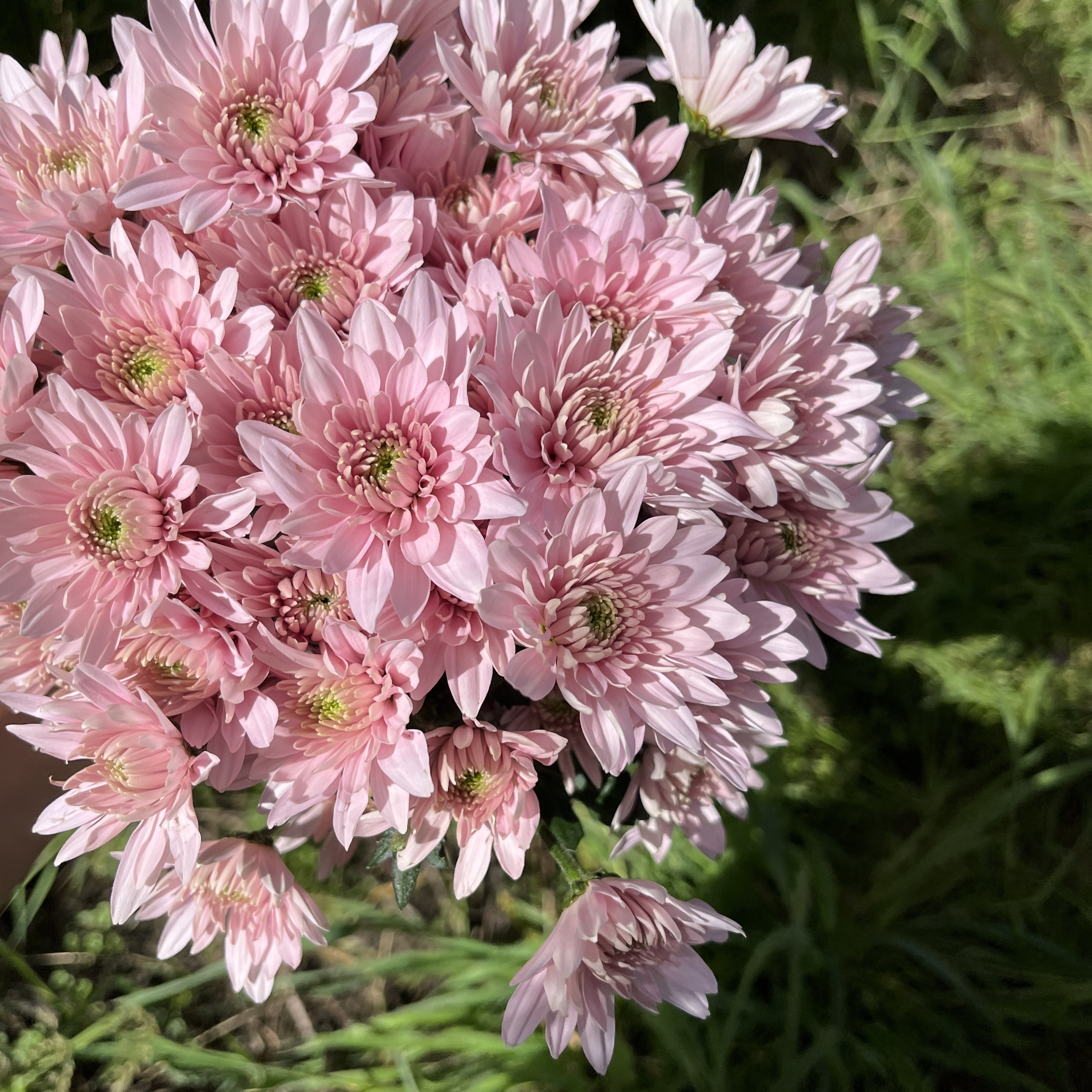 不售后，必买绝美粉轻雾小菊1扎8～10只，购买三单包邮