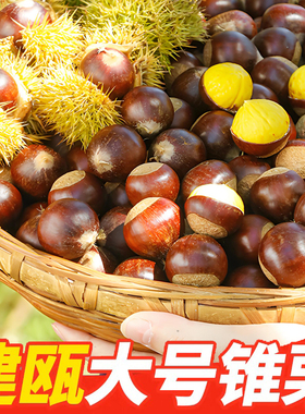 【顺丰包邮】2025年建瓯锥栗新鲜现摘圆尖栗子高山毛栗油栗板栗