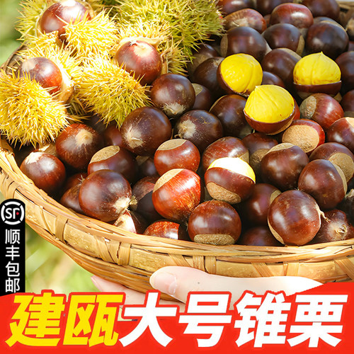 2025年建瓯锥栗新鲜现摘