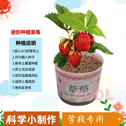 科学实验diy桌面盆栽水培植物办公室花卉小绿植儿童种植种子as33