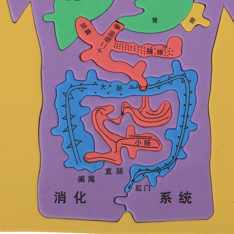 人体器官模型EVA科技小制作大号科学实验认知DIY消化系统内脏拼图
