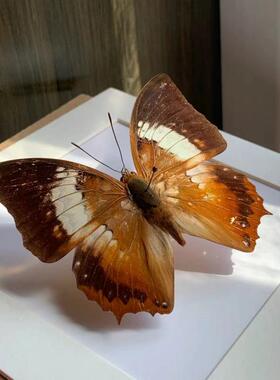 蝴蝶标本摆件真蝴蝶昆虫标本展翅学生创意生日礼品科教教具玩as82