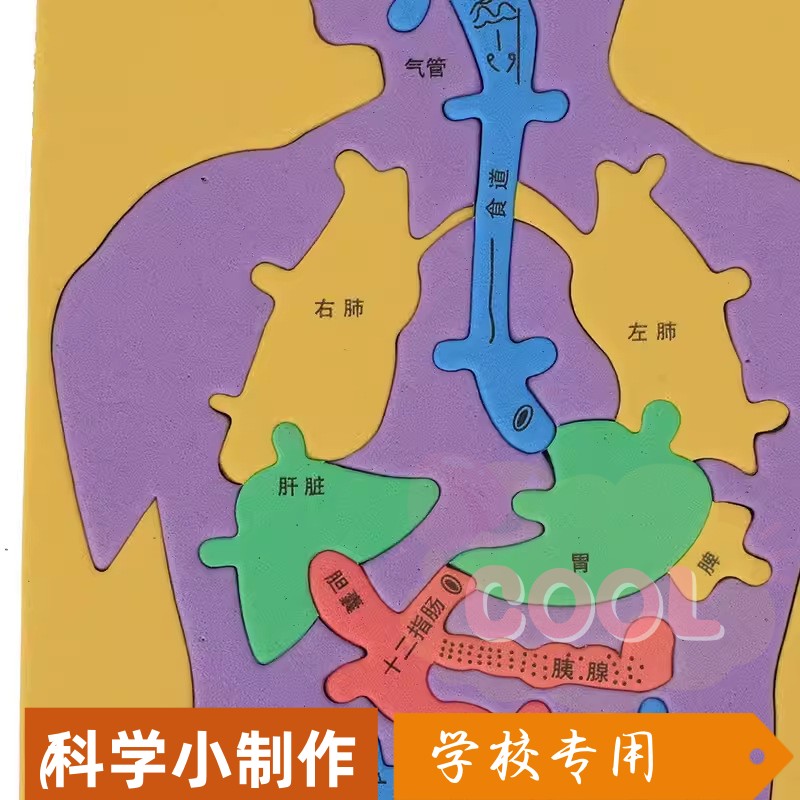 科技小制作发明手工DIY人体消化系统内脏拼图EVA模型益智科学a641