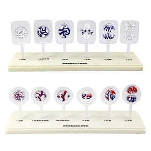 动植物细胞有丝分裂及减数分裂模型中学生物教具教学仪器对比as85