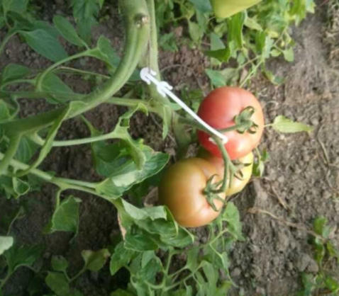 穗子钩挂果盆栽庭院种番茄种西红柿托穗挂钩吊黄瓜连接吊果穗挂扣|msdalam kategori penghantaran bunga/bunga simulasi/tumbuhan berkebun, Gardening Supplies, Peralatan Perkebunan lain - dari Buy2taobao.com untuk memberikan perkhidmatan ejen Taobao profesional membeli