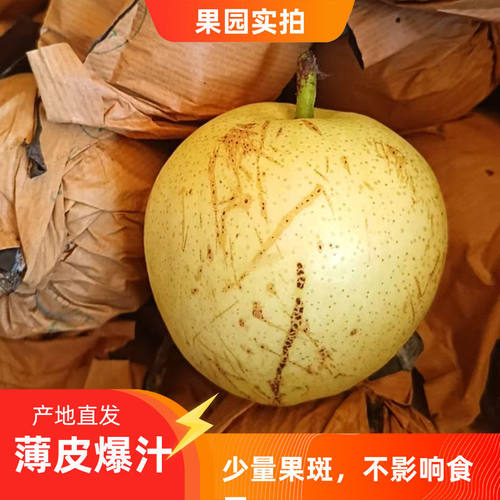 25年新鲜现摘赵州正宗皇冠梨二级果产地直销3斤，5斤，9斤