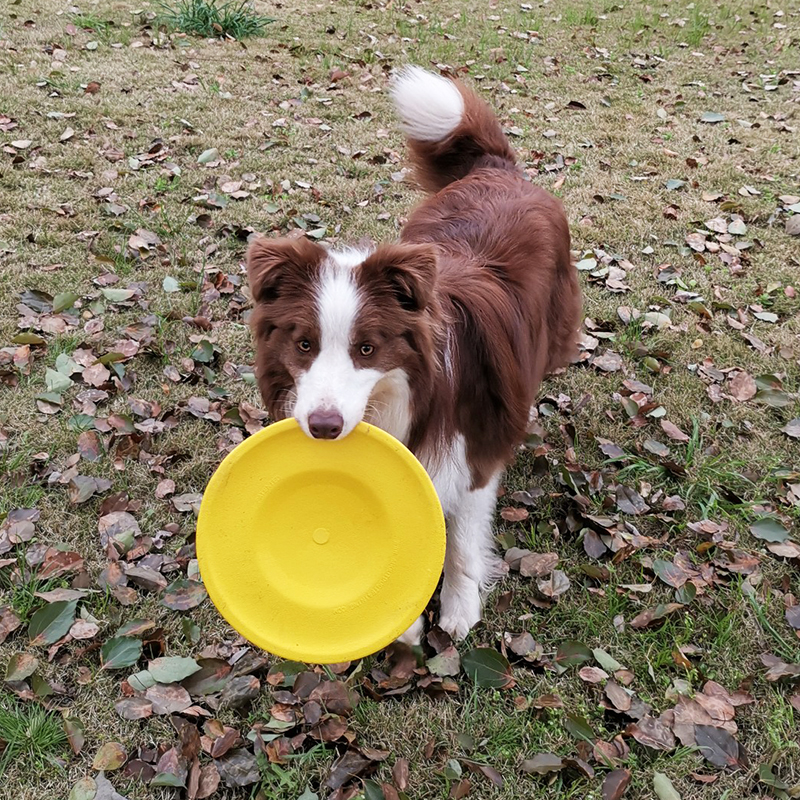 星记飞盘训犬专用飞碟马犬拉布拉多边牧狗宠物用品星际狗狗玩具|ruв категории животное/Животное питание и принадлежностей, кошка/собака игрушка, фрисби - от Buy2taobao.com для оказания профессиональной услуги покупки агента Taobao