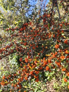 云南纯天然火棘 满堂红 救军粮 火把果 红子刺 赤阳子 食用吉祥果