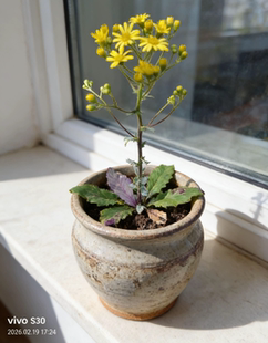紫背千里光 天青地红 紫背鹿含草 反背红 紫背天葵原生态野青菜