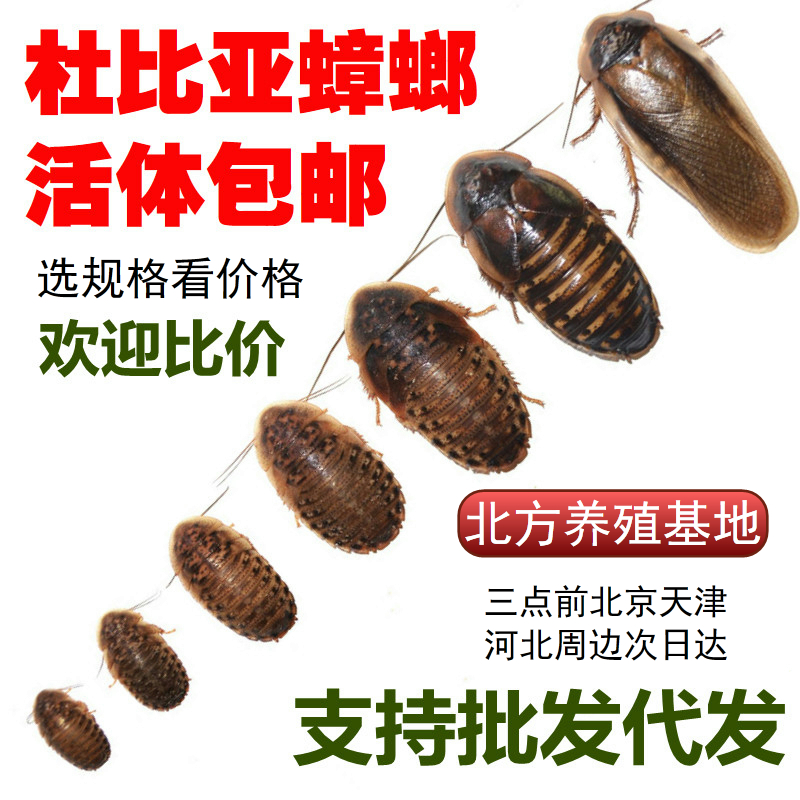 杜比亚蟑螂活体饲料包邮北京爬宠