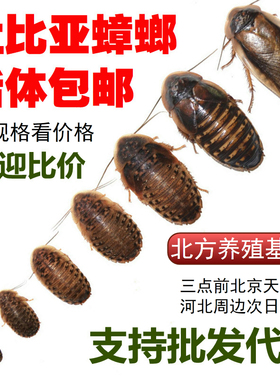 北方杜比亚蟑螂爬宠龟类鸟类龙鱼守宫蜘蛛鬃狮蜥蜴饵活体饲料喂食