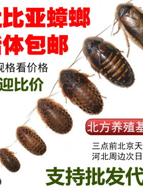 杜比亚蟑螂活体饲料包邮北京爬宠