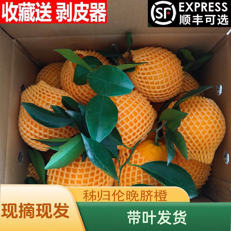 橙子正宗秭归伦晚脐橙新鲜水果脐橙当季现摘孕妇榨汁手剥橙包邮