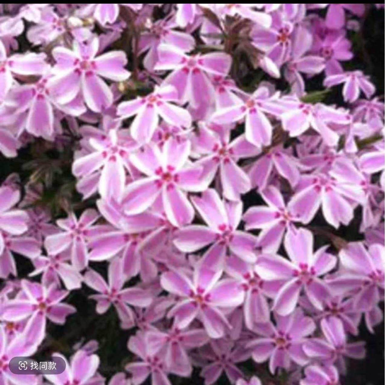 【芝樱粉白条复色】1盆110口径（4单包邮拍5发6）宿根花苗观赏花