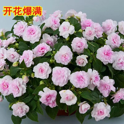 重瓣凤仙花大花水梅四季开花多年生庭院阳台客厅草本新颖颜色多样