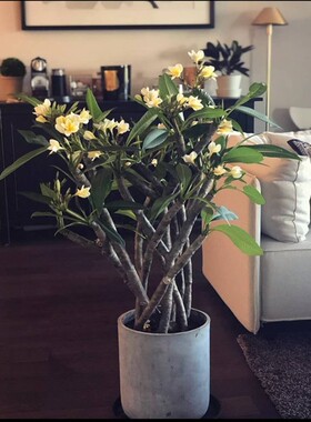 鸡蛋花盆栽树苗缅栀子花鸡蛋花苗红色黄色带花苞阳台庭院植物包邮