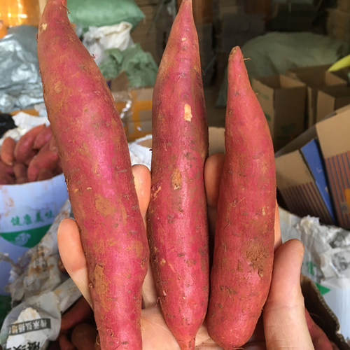 当季新鲜甜糯广西农家西瓜红蜜薯