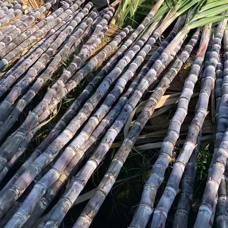 现砍广西一级黑皮甘蔗脆甜多汁