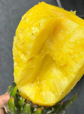 现摘树上熟脆甜广西香水小菠萝