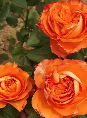 橙色浪漫月季阳台庭院玫瑰花苗大花浓香多季开花切花玫瑰抗病易活