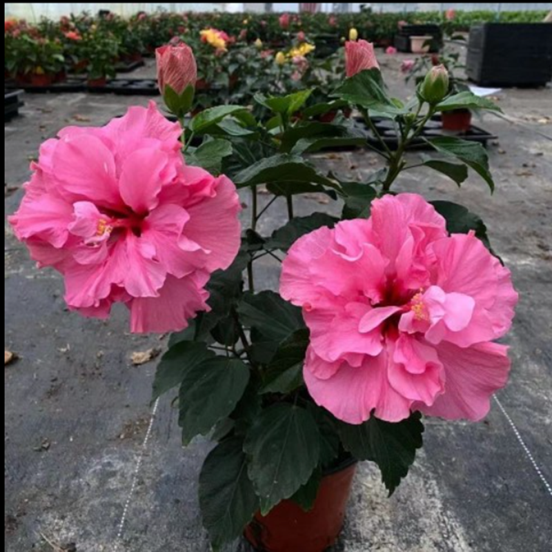 阳台室外庭院扶桑花苗大红花耐晒喜阳植物盆栽朱槿四季开花卉绿植