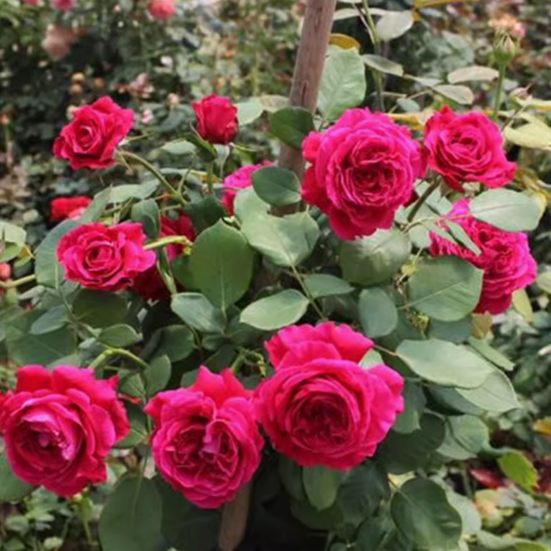 双人芭蕾月季切花玫瑰灌木浓香包子型阳台庭院苗花期长抗病耐寒