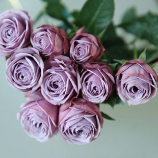 蓝紫色月季花苗蓝色绒球玫瑰花盆栽阳台庭院花苗勤花多头耐寒花卉