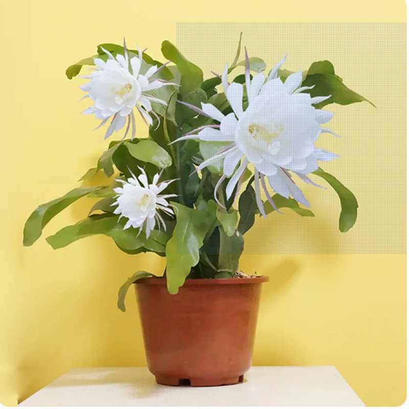 昙花盆栽花苗室内阳台植物盆栽观花花卉绿植昙花