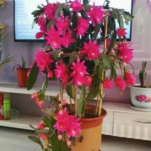 令箭荷花苗带根发货室内多肉绿植盆栽花卉叶片扦插苗好养管理简单