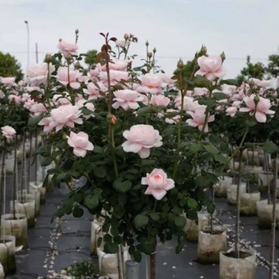 瑞典女王树状月季棒棒糖多季勤花月季玫瑰花苗花卉植物庭院阳台