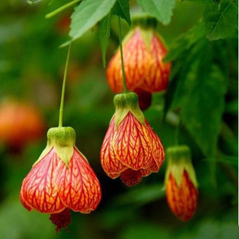 木本灯笼花盆栽金铃花纹瓣悬铃花
