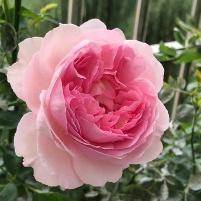 伊芙月季系列大苗乙女心 新娘 阳台庭院特大花浓香四季开花卉植物