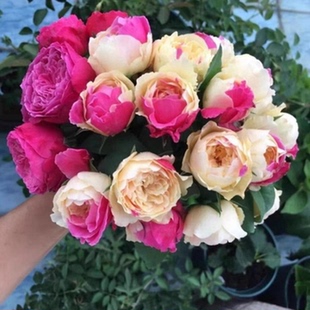 日系风月月季花苗切花玫瑰盆栽四季开花阳台庭院植物杯状双色型花