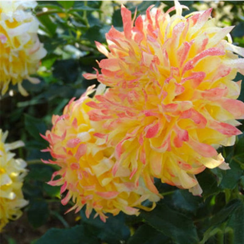 烟花波浪月季花苗花型似菊花大花浓香绿植庭院阳台黄色勤花玫瑰花