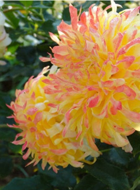 烟花波浪月季花苗花型似菊花大花浓香绿植庭院阳台黄色勤花玫瑰花