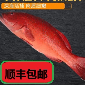 东星斑海鲜水产速冻深海捕特大红东星斑鱼燕尾斑石斑鱼红斑鱼400g