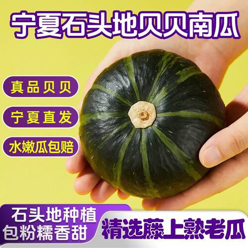 宁夏石头地种植贝贝南瓜新鲜粉糯老人孕妇小孩蒸煮炒炖营养餐