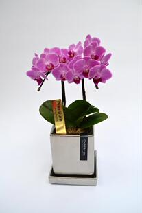 （仅限发上海）人气克罗心日本迷迪蝴蝶兰盆栽带花特级客厅室内