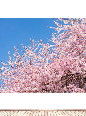 春日桃花潭山桃花桃花图画旺桃花风水画田园风光卧室宿舍房间海报