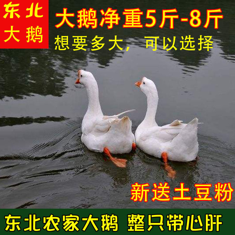 正宗大鹅黑龙江东北农家散养土鹅老鹅大笨鹅新鲜白条冷冻包邮整只