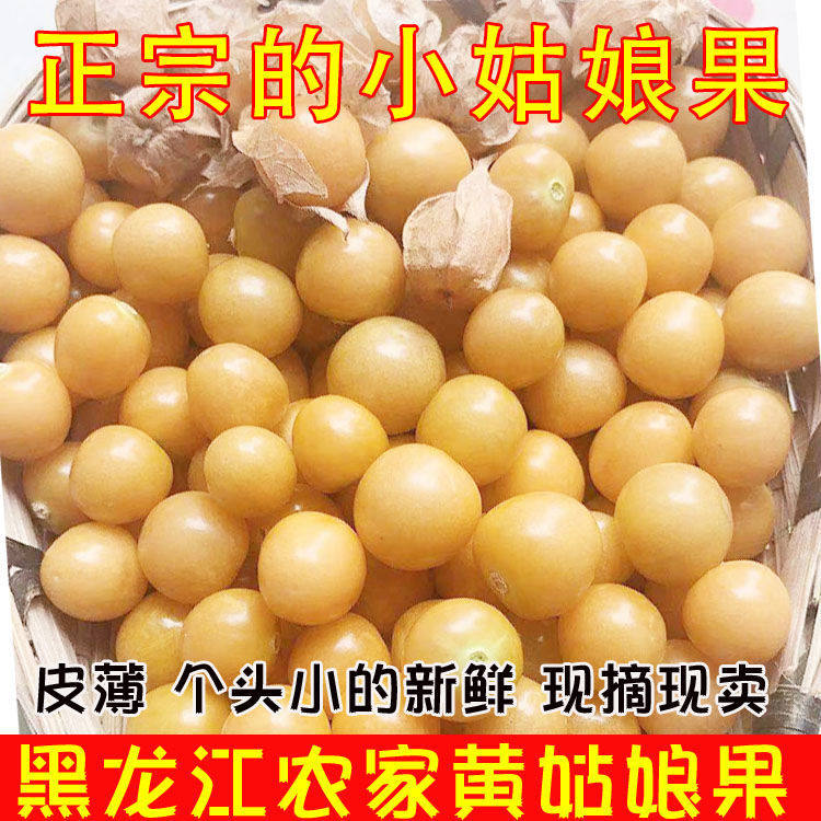 现摘现卖黄姑娘果东北农家特产甜菇娘果新鲜小灯笼果洋菇娘包邮