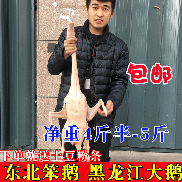新大鹅东北黑龙江农家散养大白笨土鹅非老鹅草整只包邮新鲜白条鹅