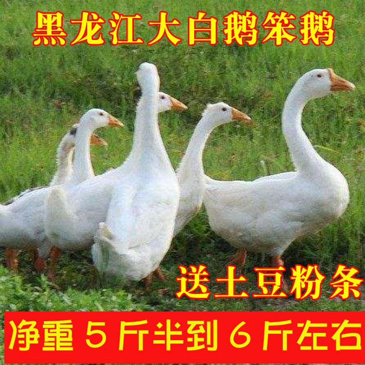 散养大鹅东北农家黑龙江土鹅老鹅白条鹅新鲜冷冻新鲜农家整只包邮