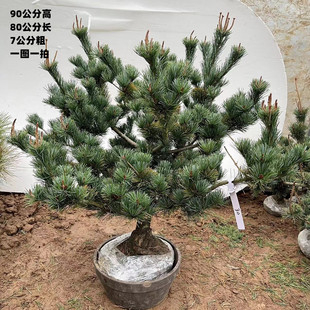 日本五针松宫岛大阪松盆景树桩苗老桩盘景悬崖客厅矮霸松树迎客松