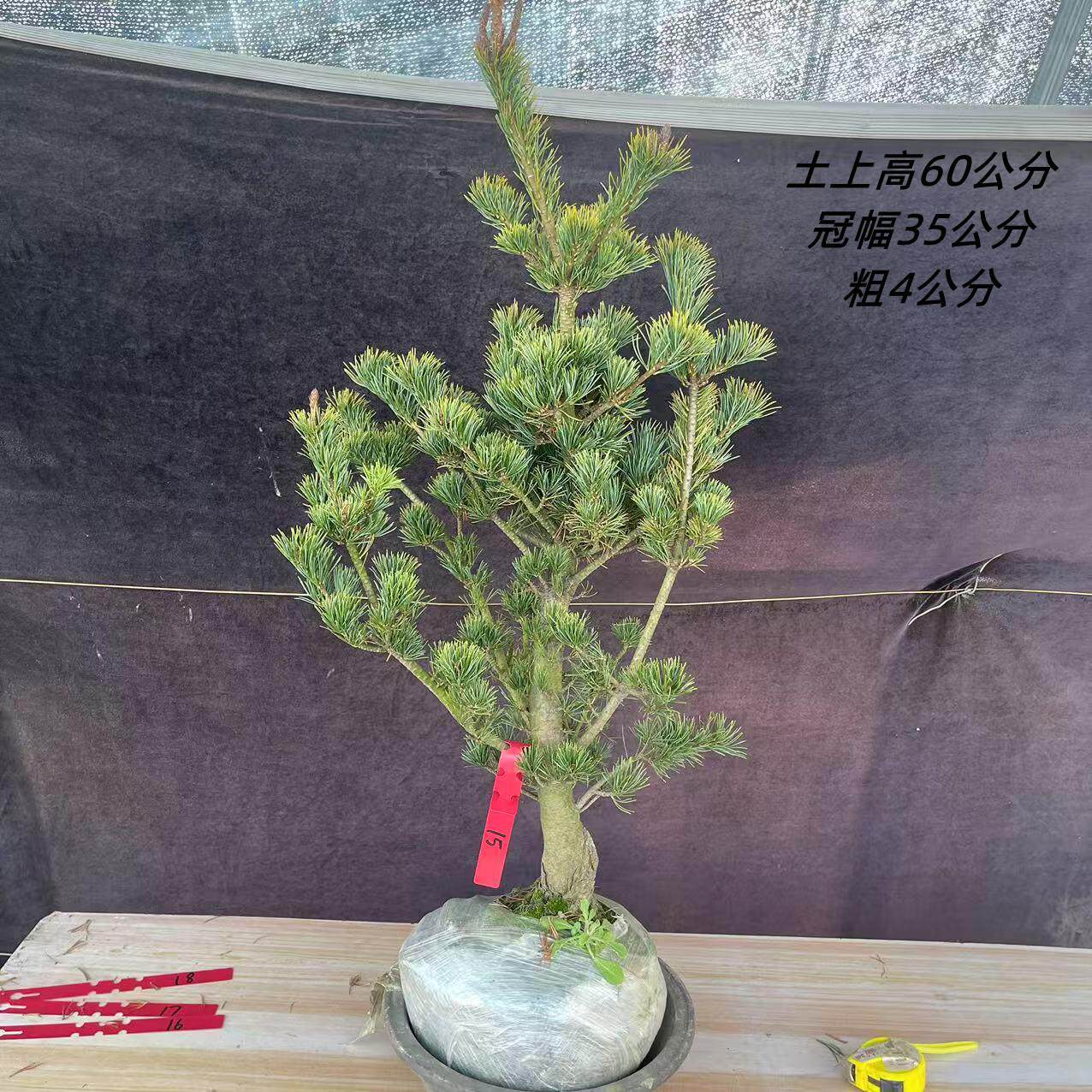 九重大阪松五针松盆景树桩矮霸造型四季常青耐寒耐热实物老桩短针