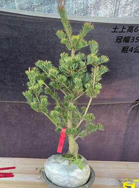 树桩一图实物松造型盆景松花装饰